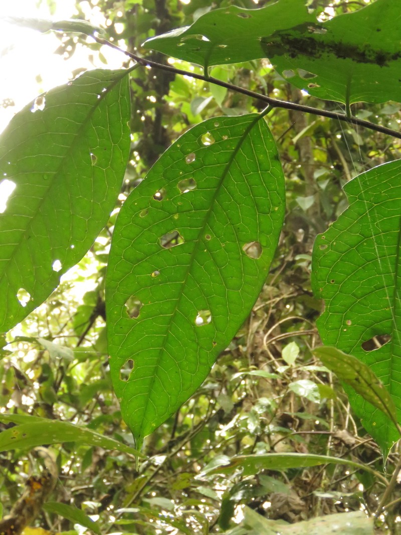 Prunus integrifolia photo 5