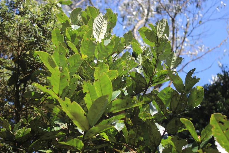 Prunus integrifolia photo 6