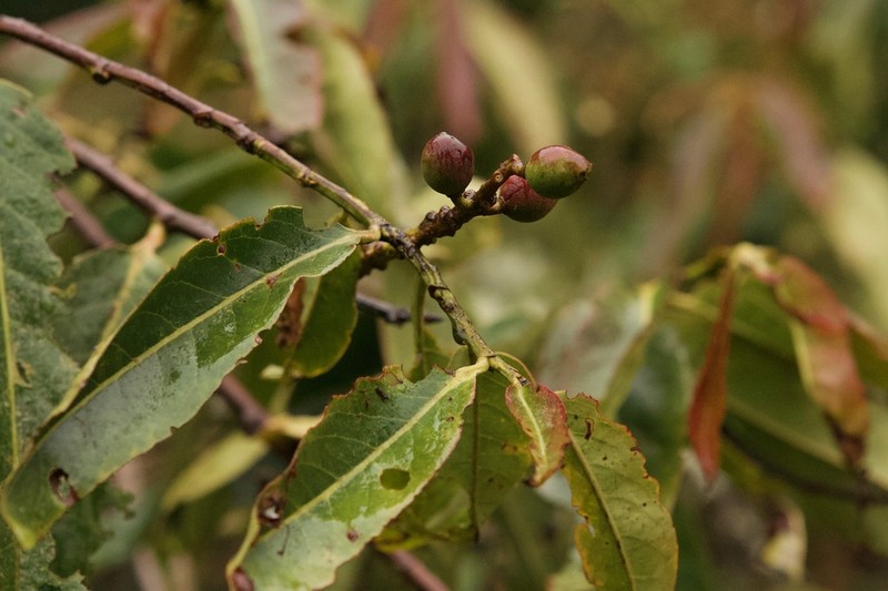 Prunus integrifolia photo 7