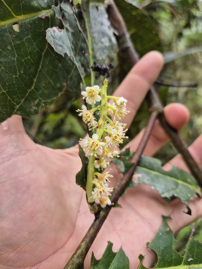 Prunus integrifolia photo 8