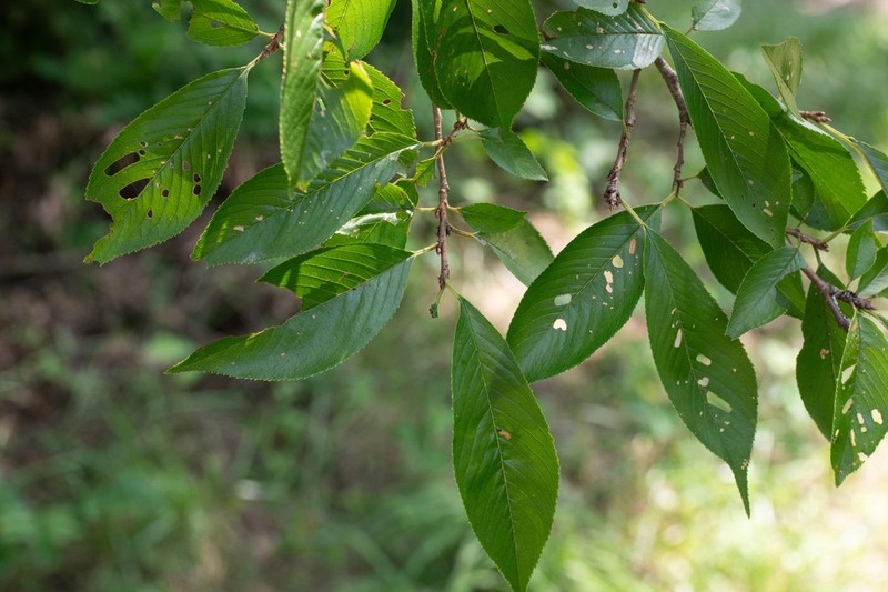 Prunus itosakura