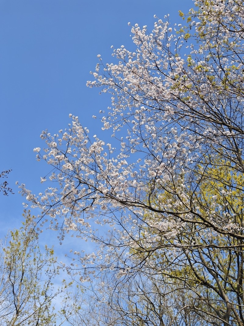 Prunus itosakura photo 2