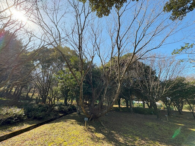 Prunus itosakura photo 3