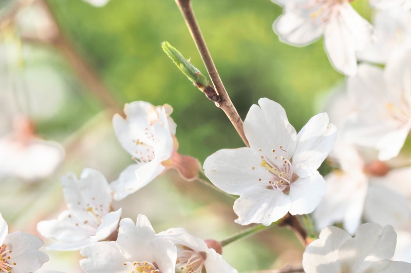 Prunus itosakura photo 4