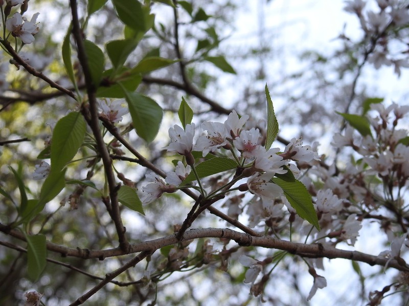 Prunus itosakura photo 5