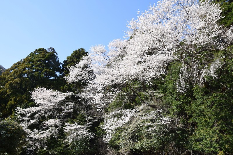 Prunus itosakura photo 6