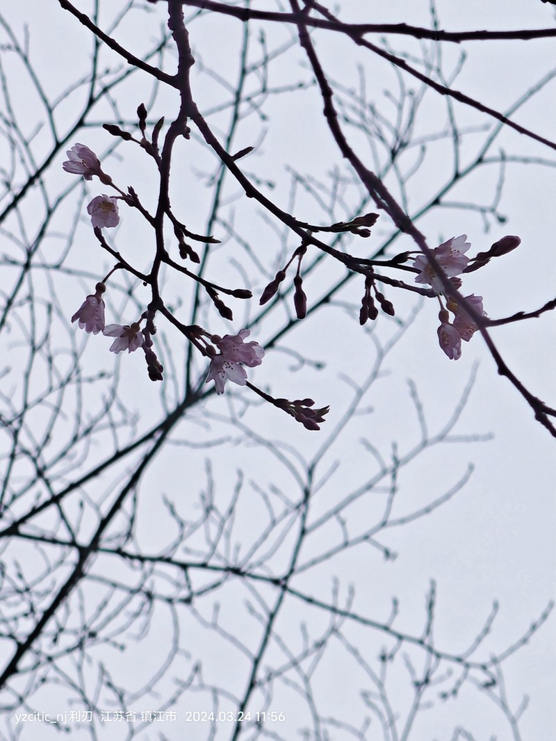 Prunus itosakura photo 7