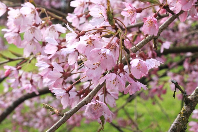 Prunus itosakura photo 8