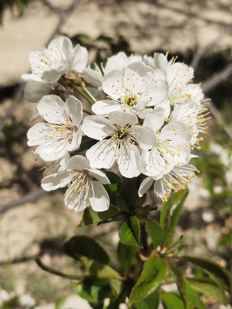 Prunus jacquemontii photo 2