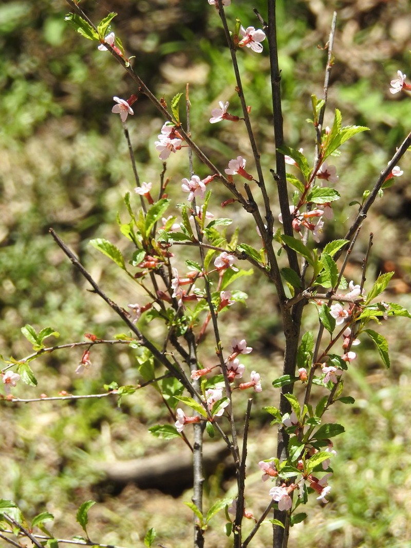 Prunus jacquemontii photo 3