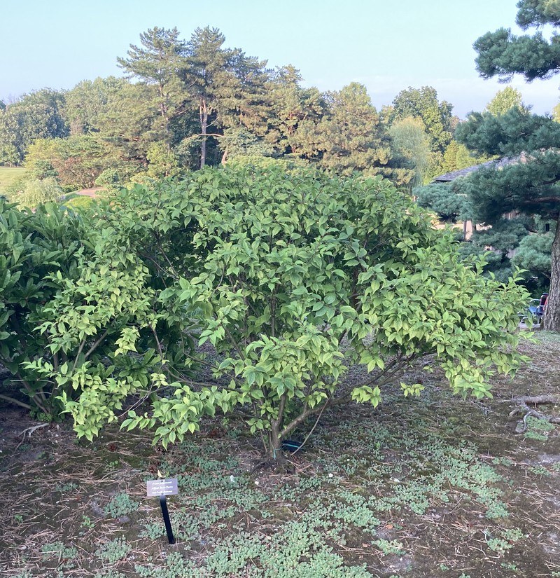 Prunus jacquemontii photo 4