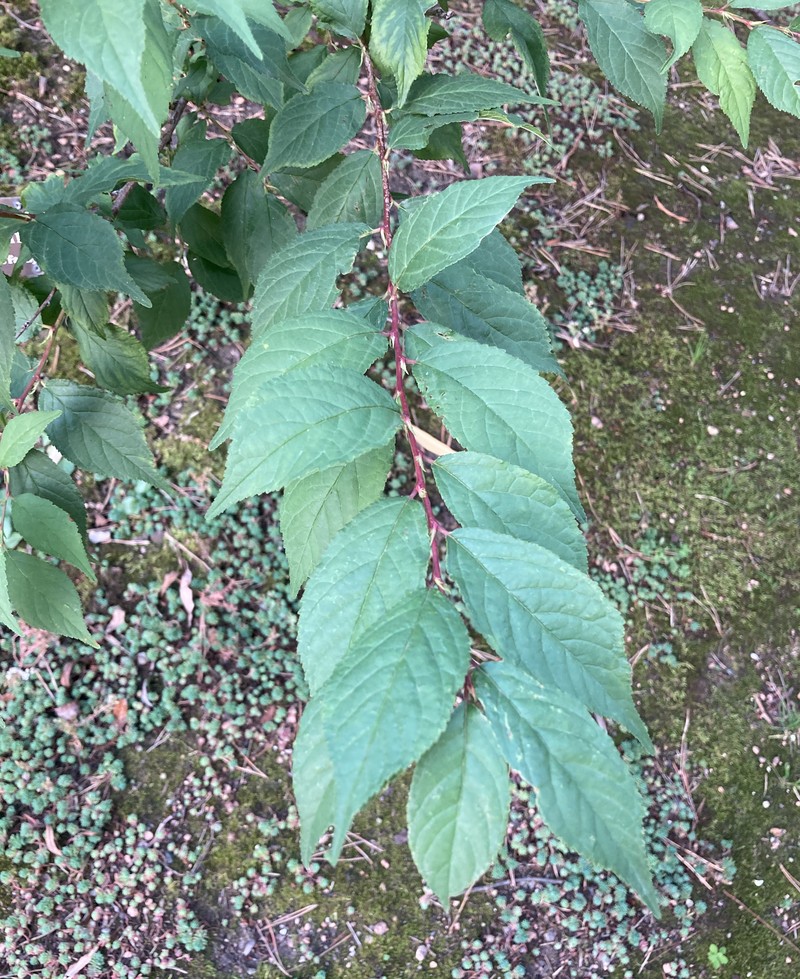 Prunus jacquemontii photo 5