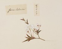 Prunus jamasakura