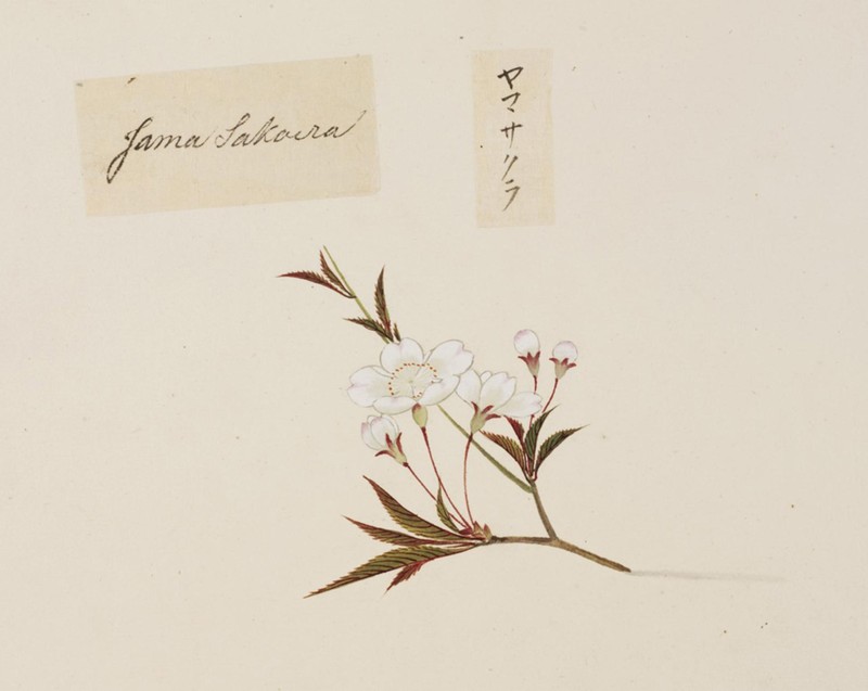 Prunus jamasakura