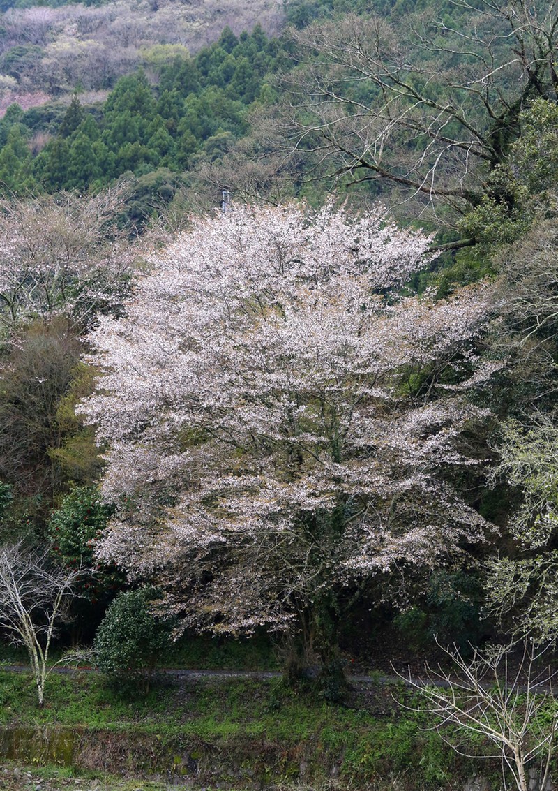 Prunus jamasakura photo 2