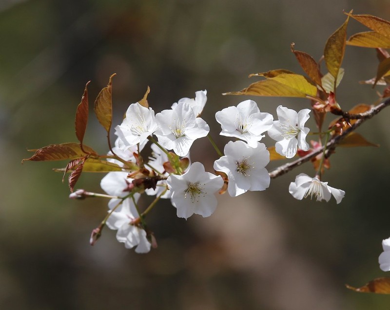 Prunus jamasakura photo 3