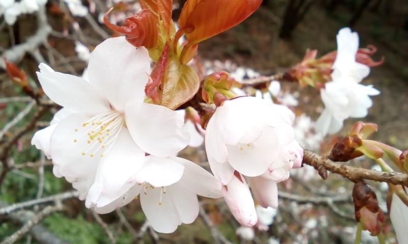 Prunus jamasakura photo 4