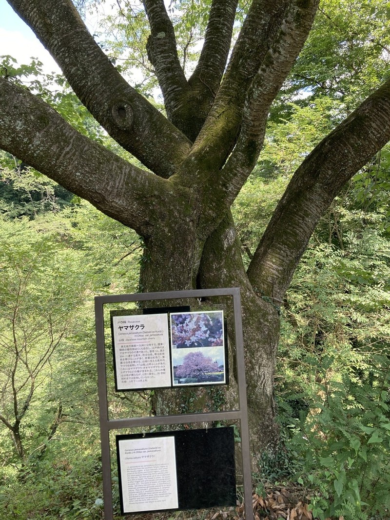 Prunus jamasakura photo 5