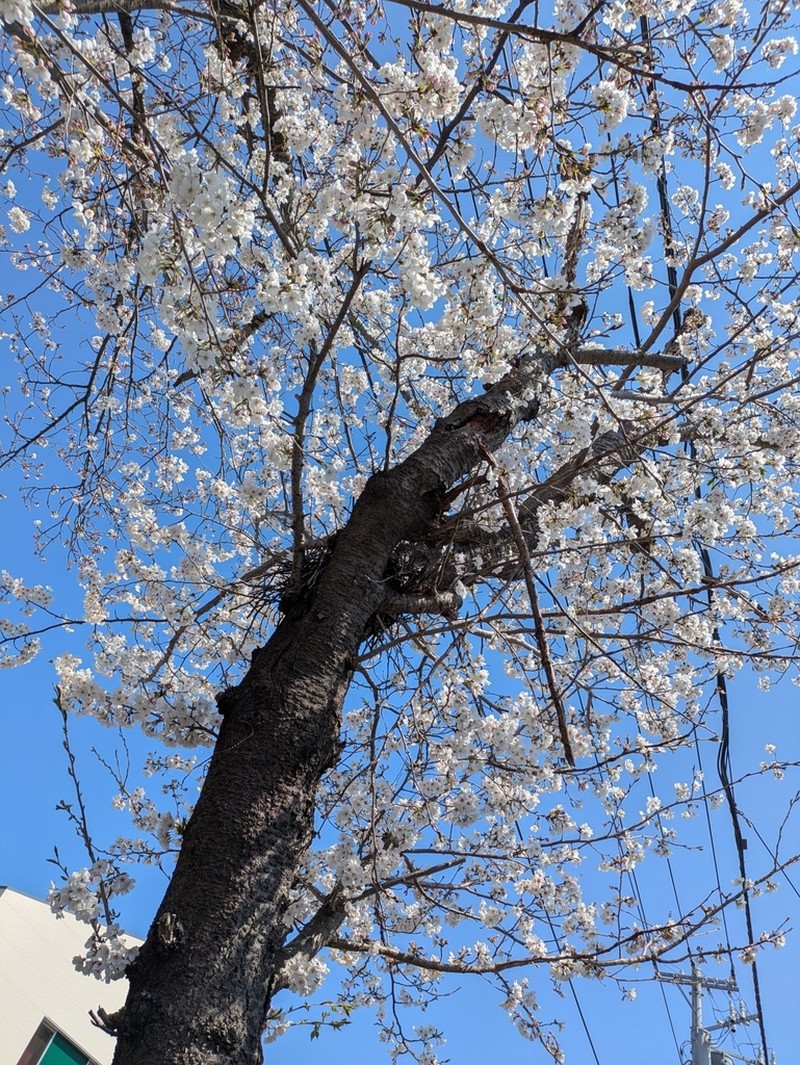 Prunus jamasakura photo 6