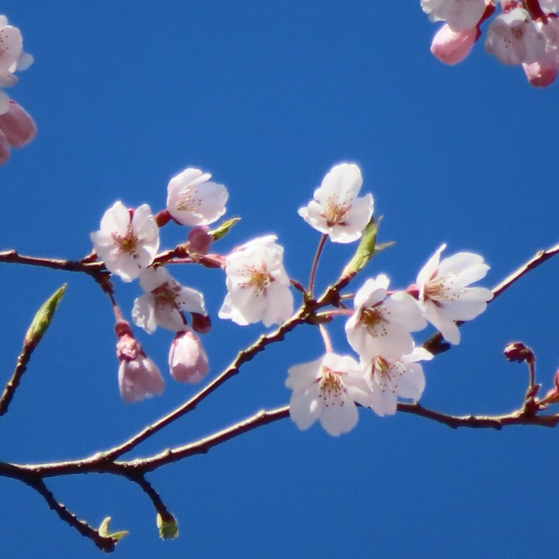 Prunus jamasakura photo 7