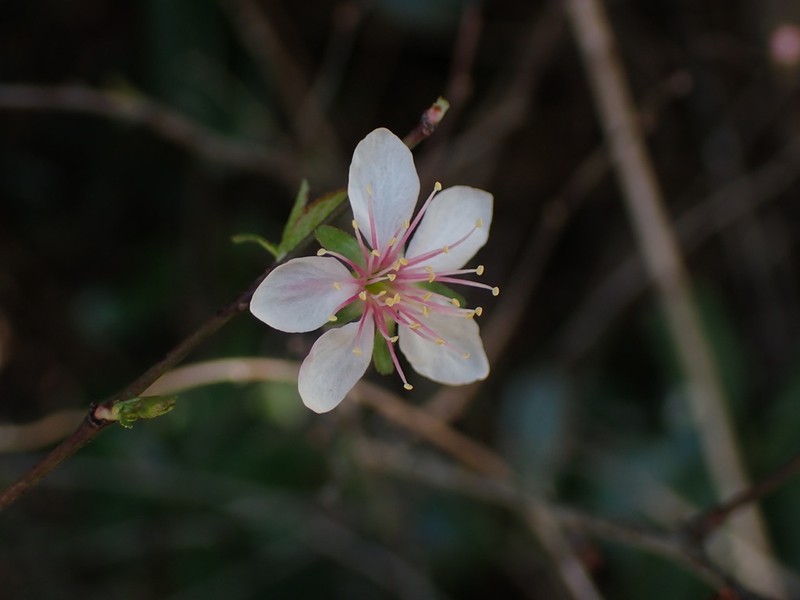 Japanese Bush Cherry photo 4