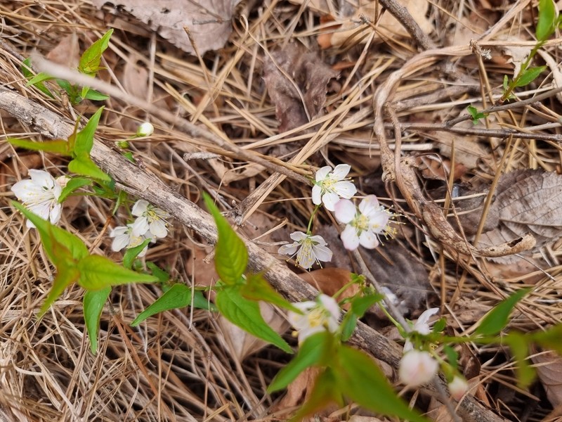Japanese Bush Cherry photo 5