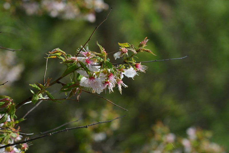 Japanese Bush Cherry photo 6