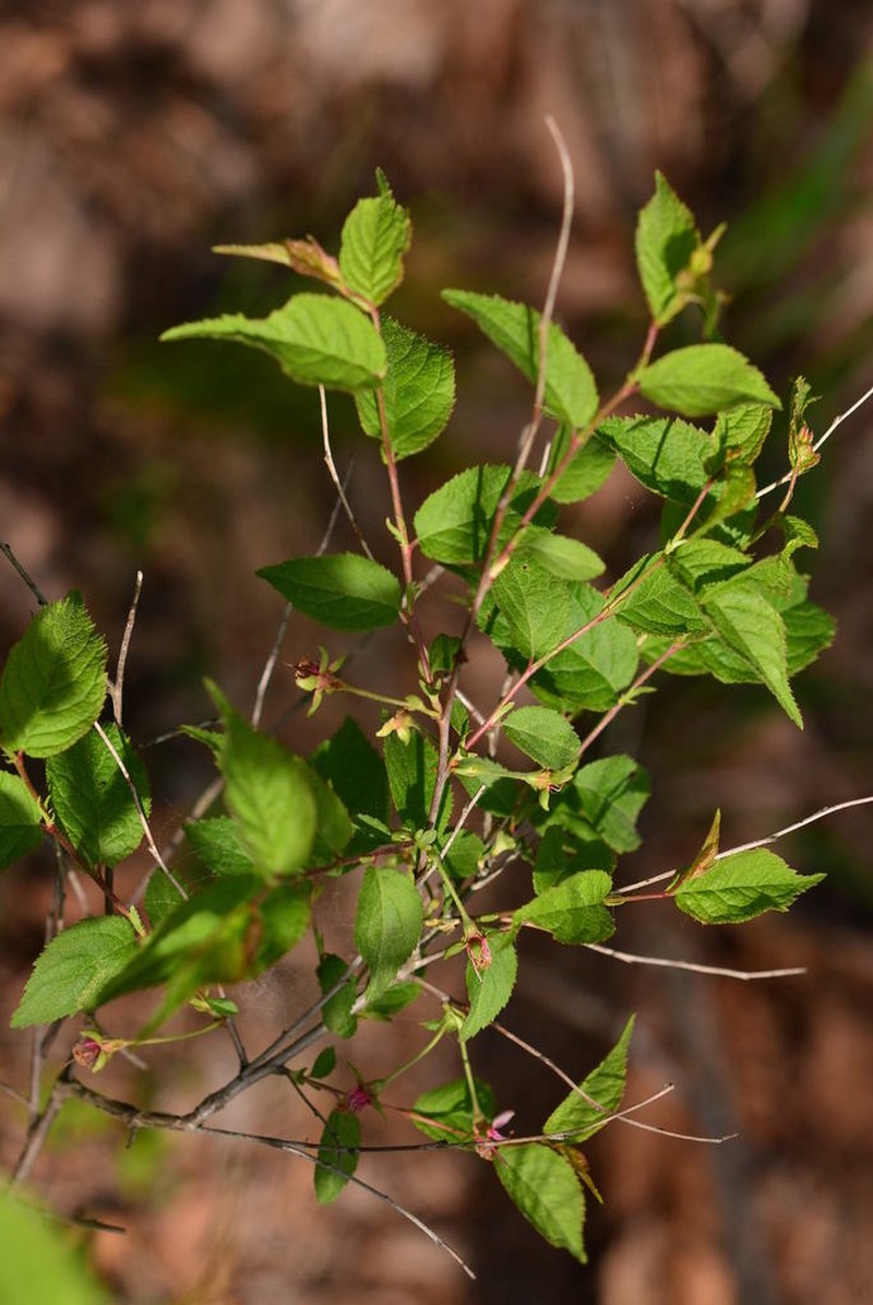 Japanese Bush Cherry photo 7