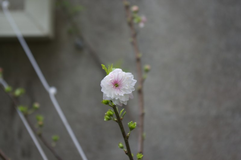 Japanese Bush Cherry photo 2