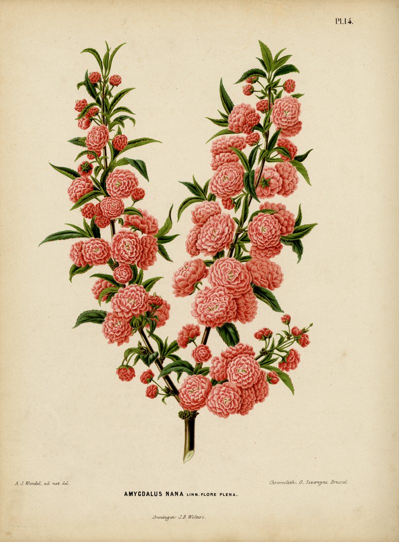 Japanese Bush Cherry photo 3
