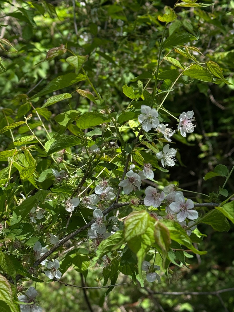 Prunus japonica var. nakaii