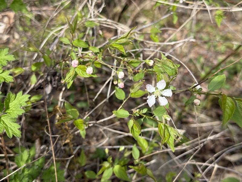 Prunus japonica var. nakaii photo 2