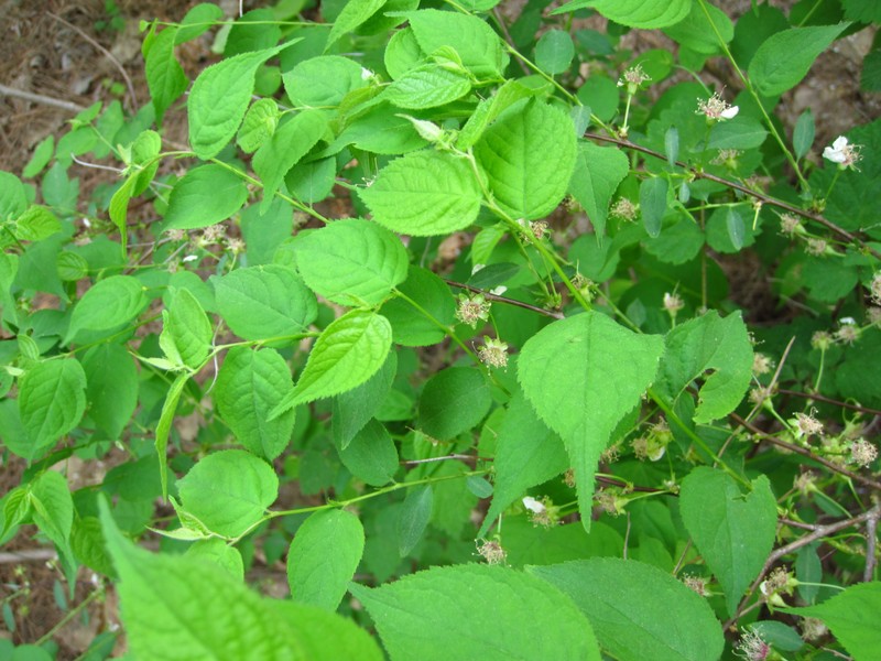 Prunus japonica var. nakaii photo 4