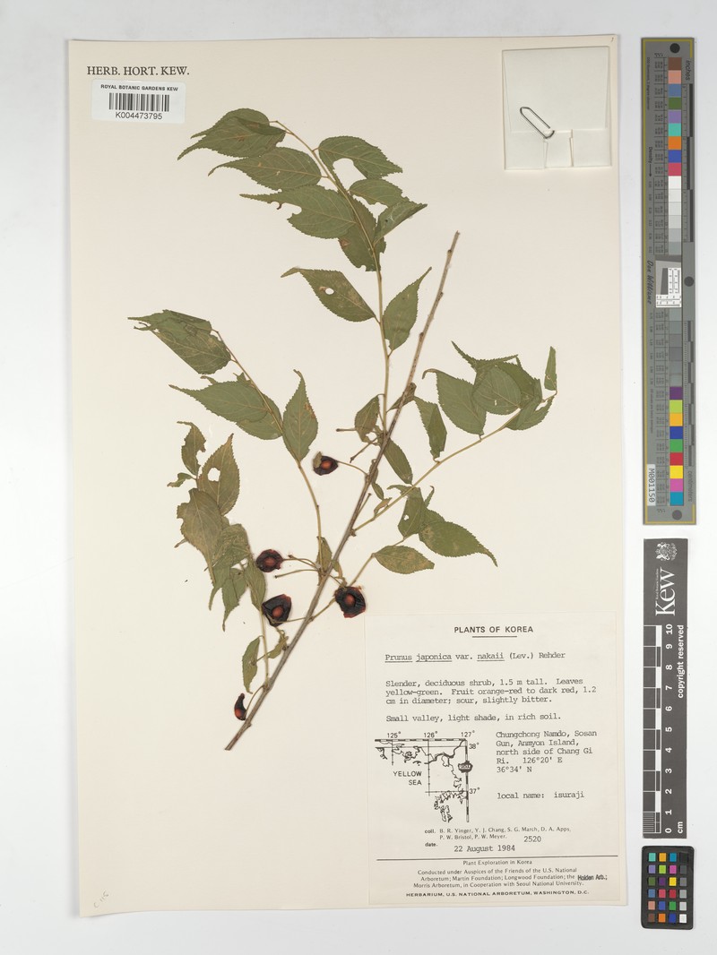 Prunus japonica var. nakaii photo 5