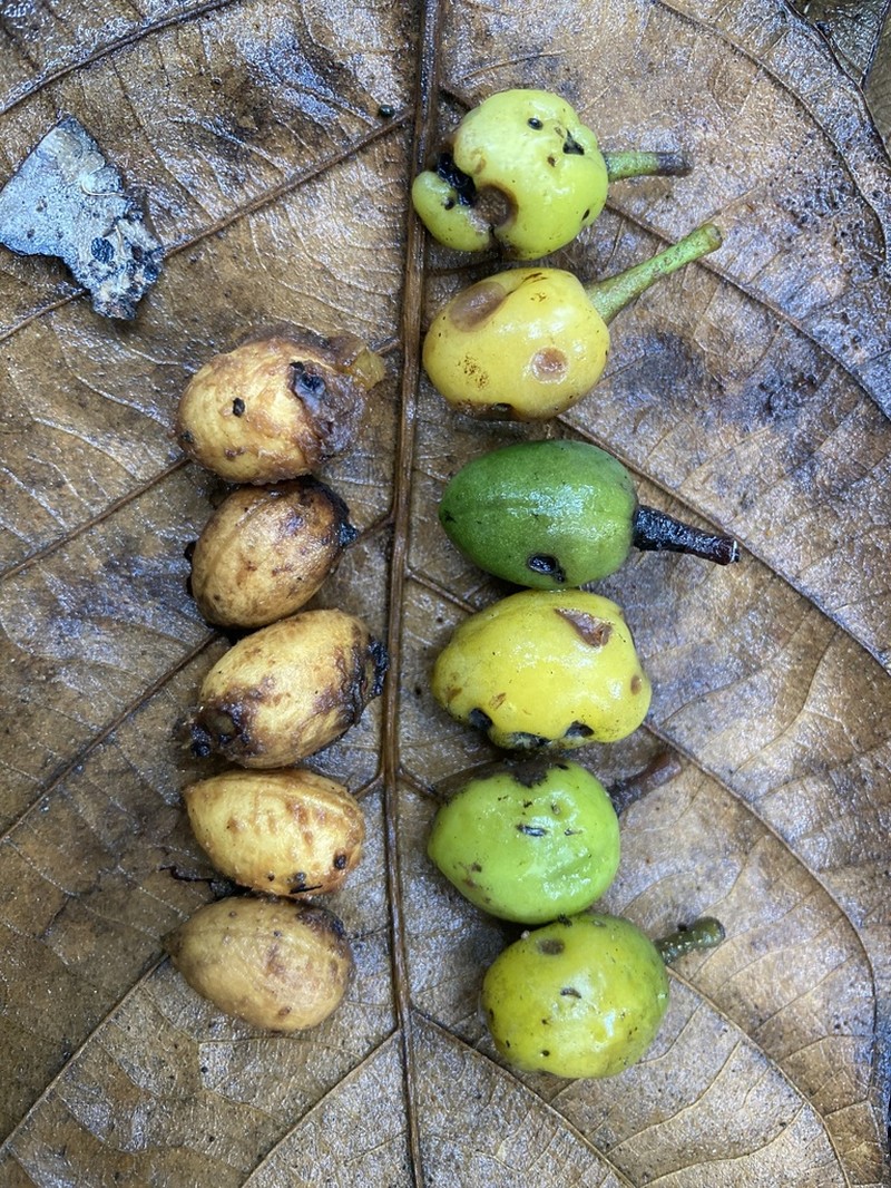 Prunus javanica