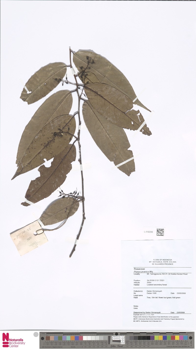 Prunus javanica photo 3