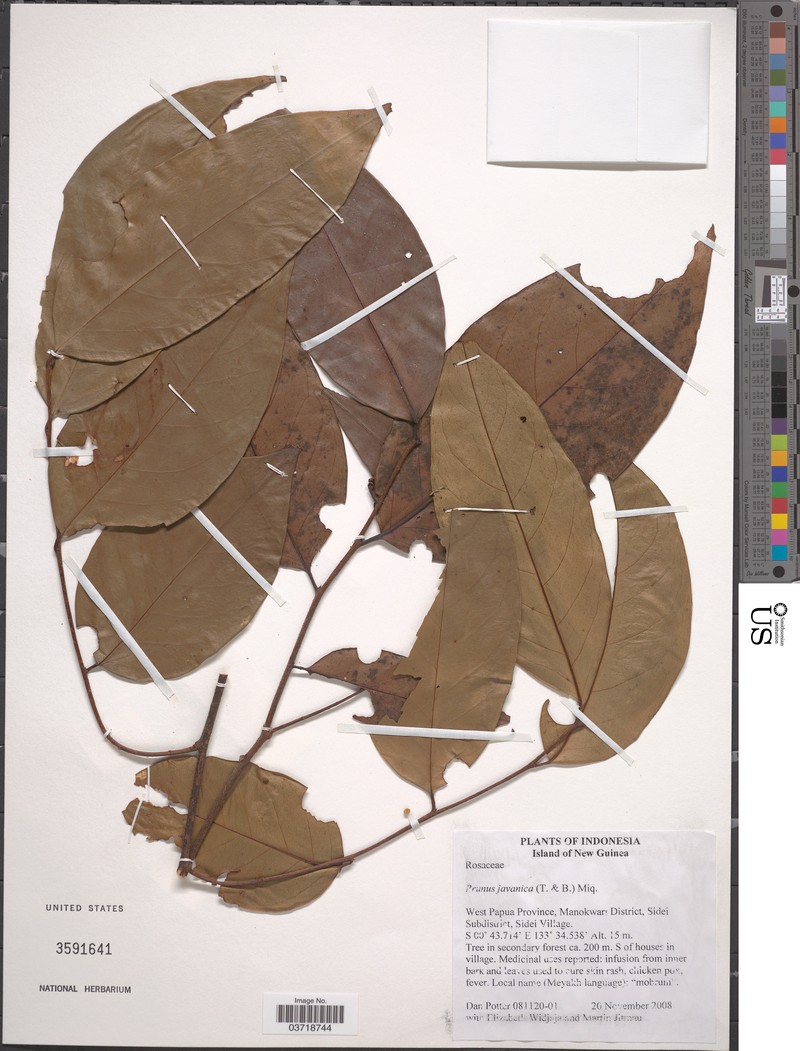 Prunus javanica photo 4