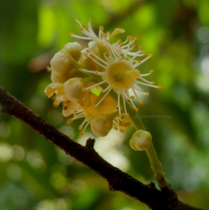 Prunus javanica photo 5