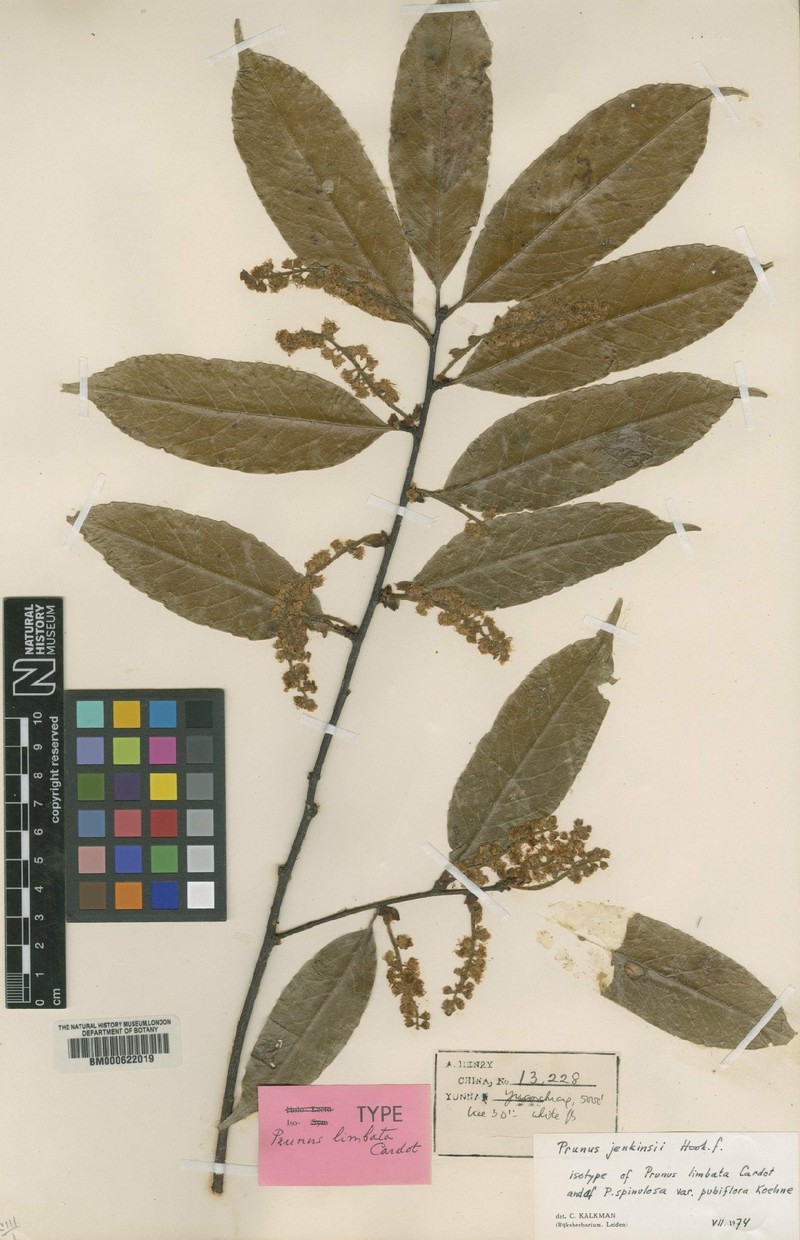 Prunus jenkinsii
