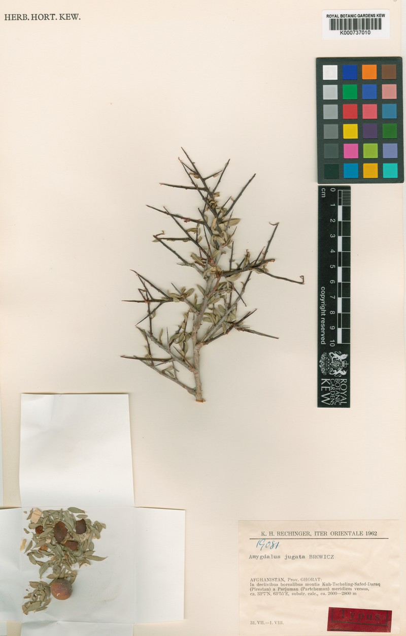 Prunus jugata