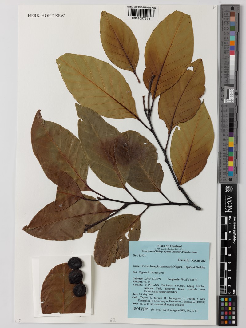 Prunus kaengkrachanensis