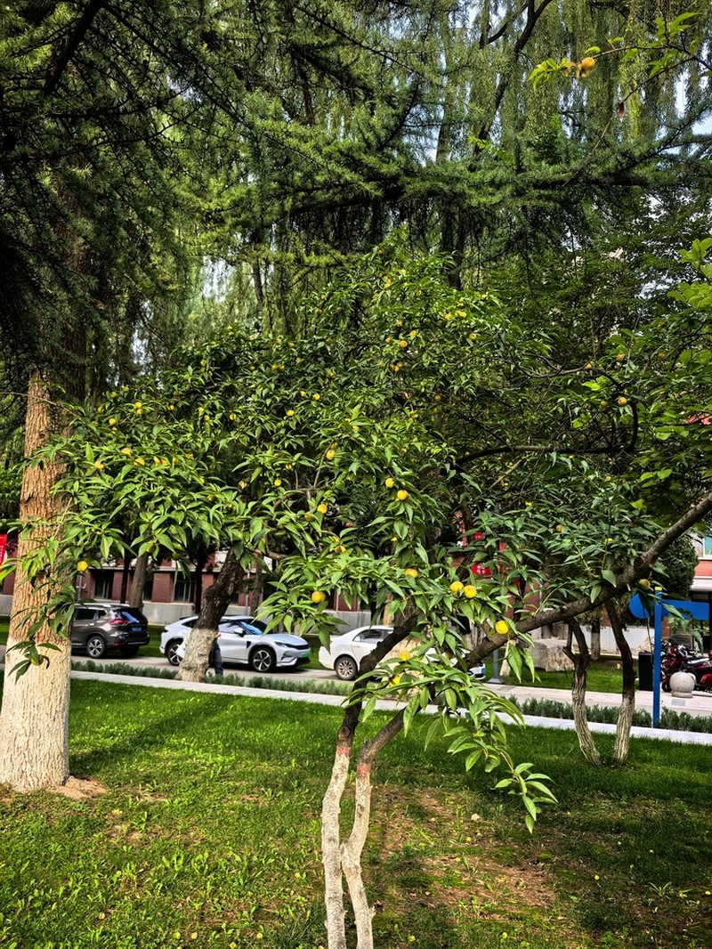 Prunus kansuensis photo 2
