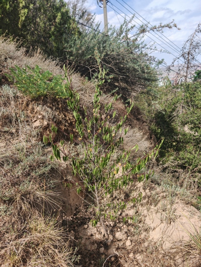 Prunus kansuensis photo 3