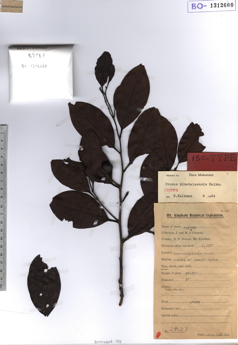 Prunus kinabaluensis