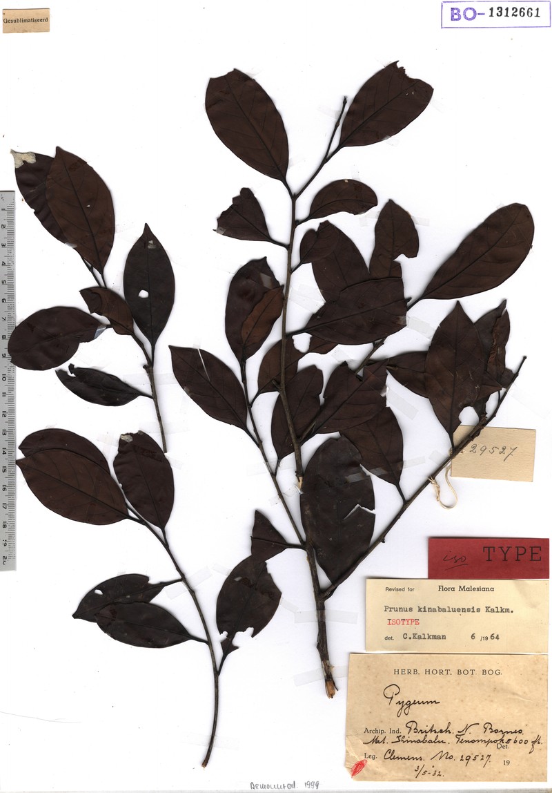 Prunus kinabaluensis photo 2