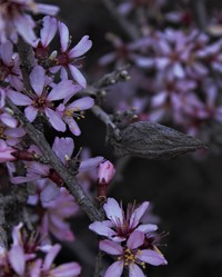 Prunus korshinskyi