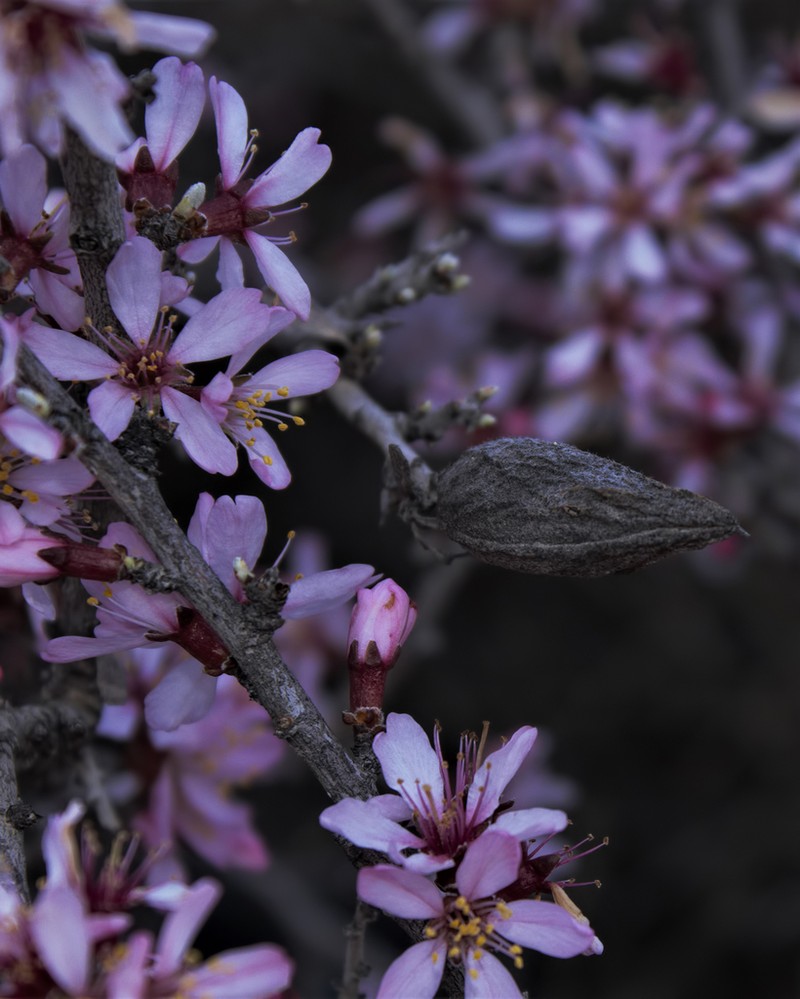 Prunus korshinskyi