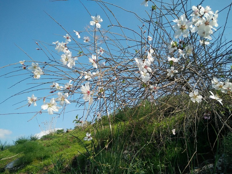 Prunus korshinskyi photo 2