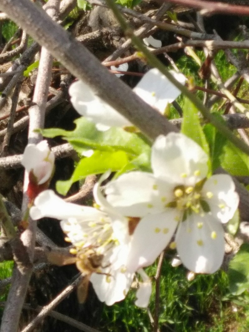 Prunus korshinskyi photo 3