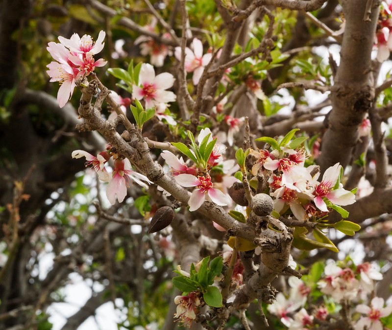 Prunus korshinskyi photo 5